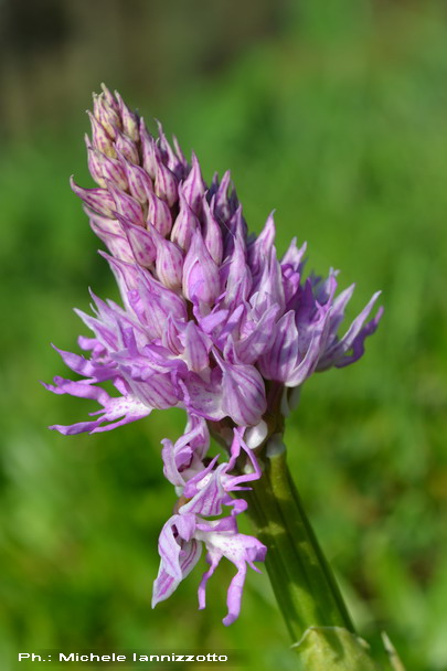 Orchis italica, Sicilia